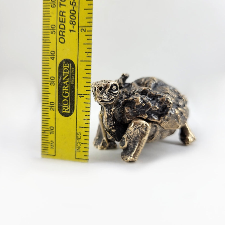 height measurement of tortoise 1.25 inches